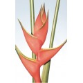 Heliconia - Red Iris (L)